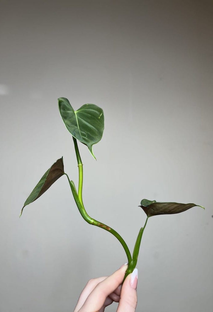 Philodendron Lupinum|Sadzonka Rośliny