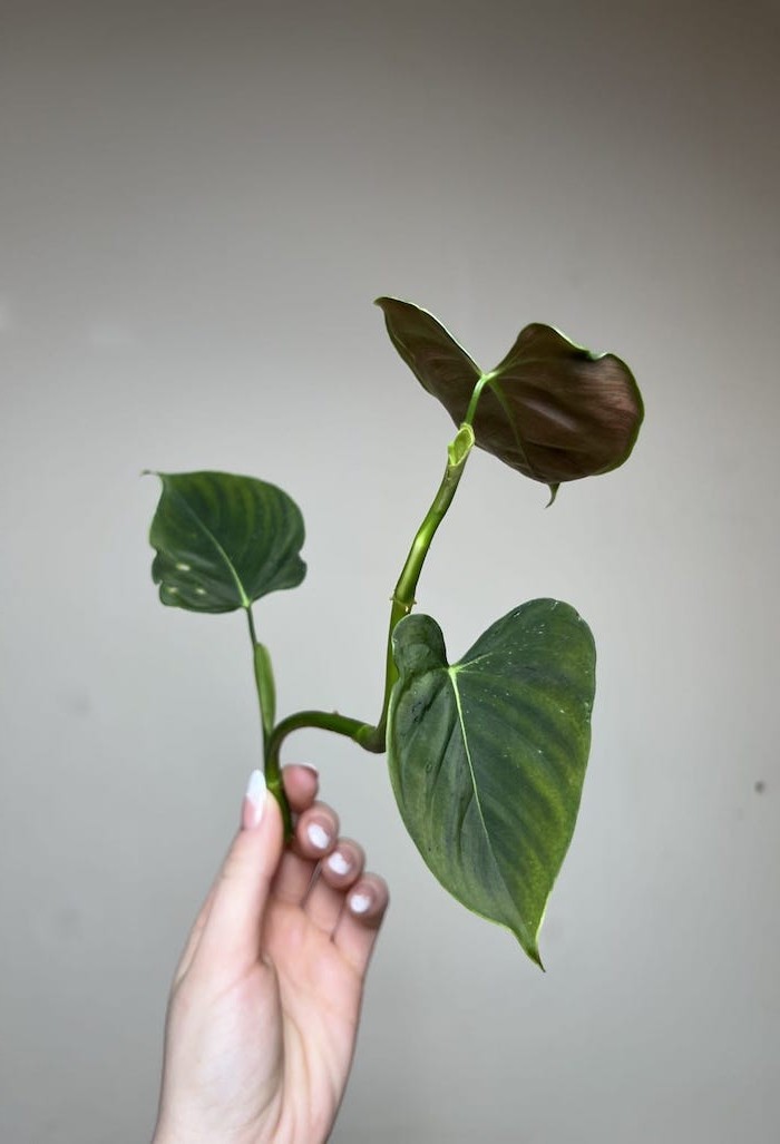 Philodendron Lupinum|Sadzonka Rośliny
