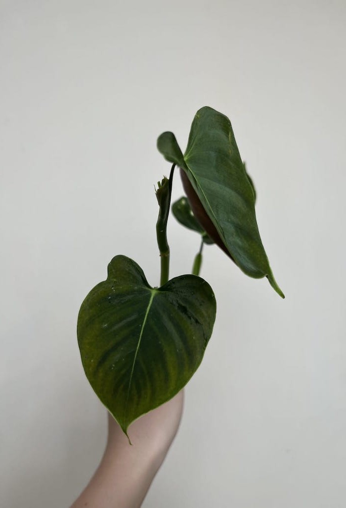 Philodendron Lupinum|Sadzonka Rośliny