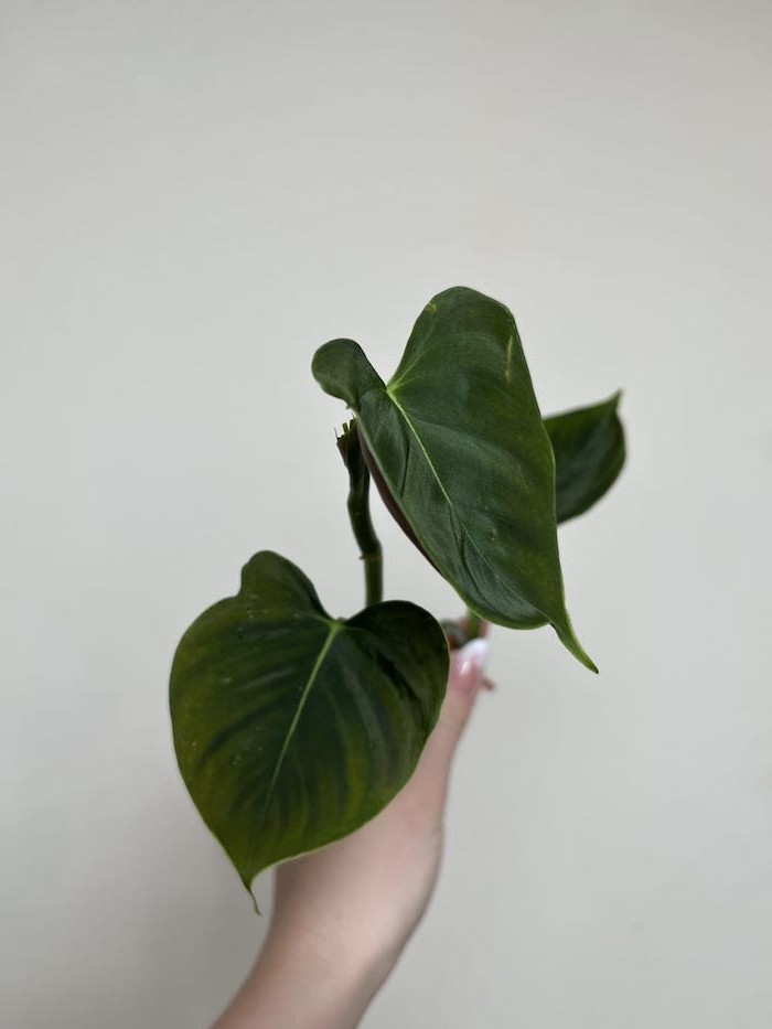 Philodendron Lupinum|Sadzonka Rośliny
