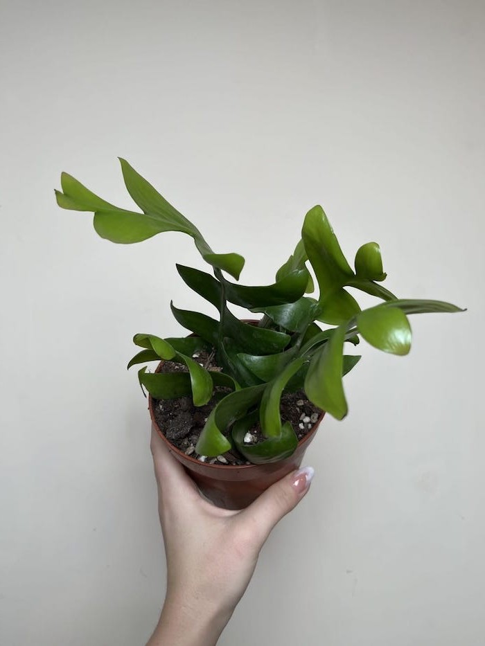 Epiphyllum chrysocardium