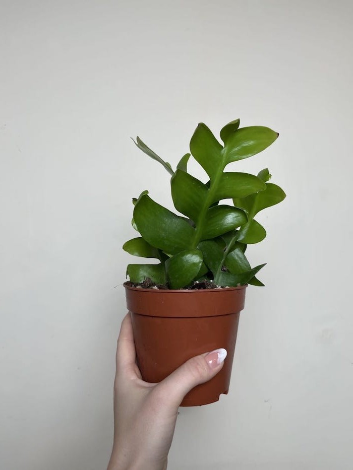 Epiphyllum chrysocardium