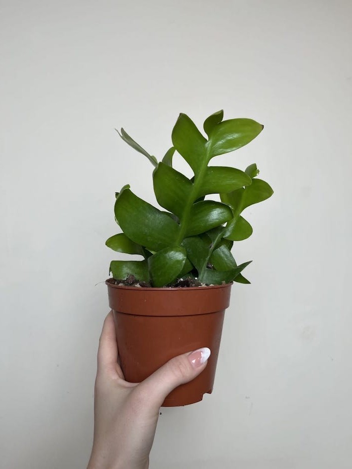 Epiphyllum chrysocardium