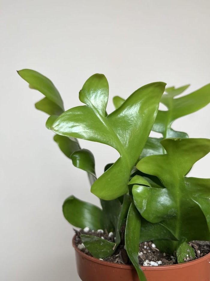 Epiphyllum chrysocardium