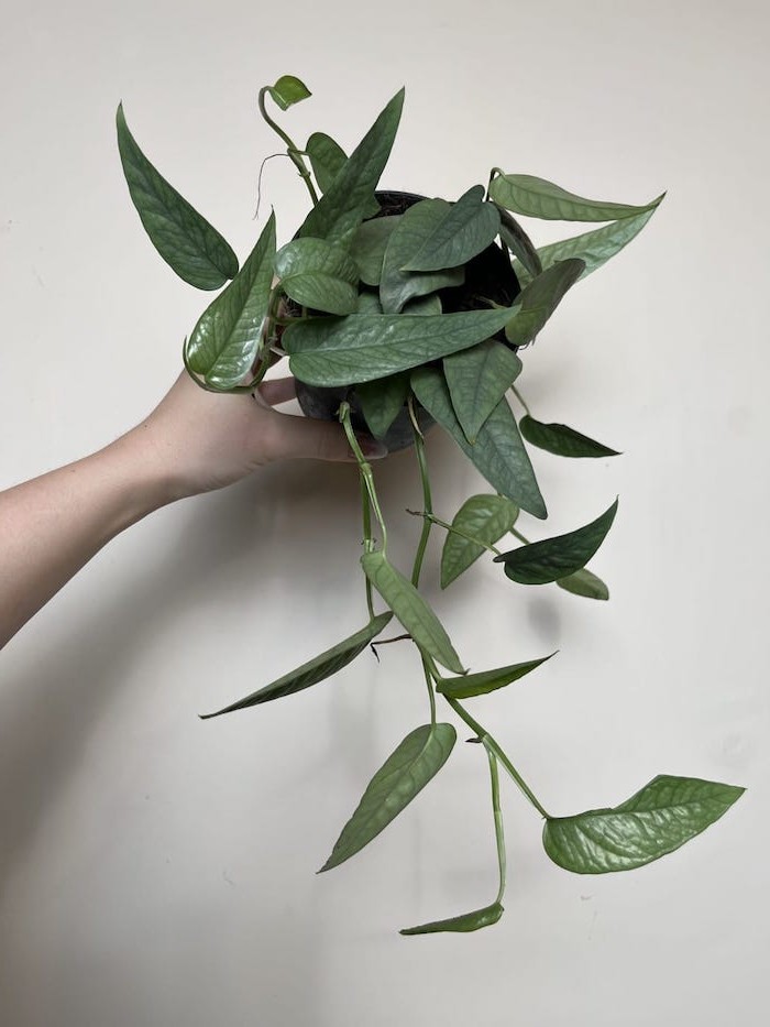 Epipremnum Cebu Blue |Sadzonka Cięta