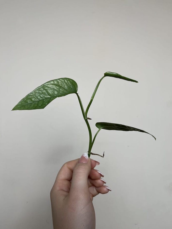EPIPREMNUM CEBU BLUE |Sadzonka Rośliny