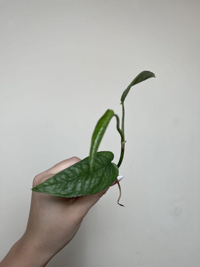 Epipremnum Cebu Blue |Sadzonka Cięta