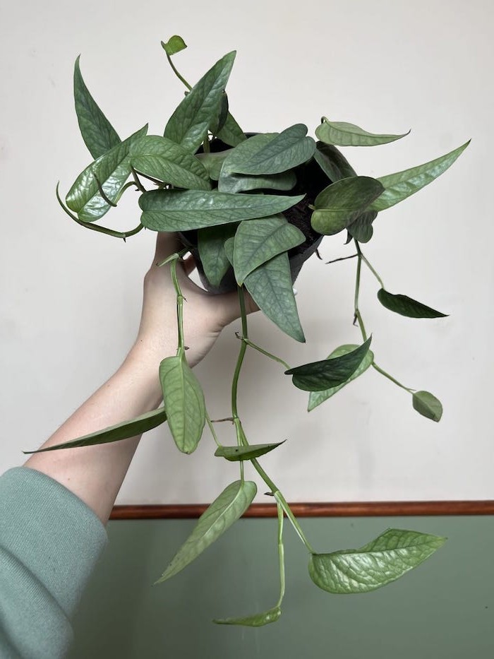 Epipremnum Cebu Blue |Sadzonka Cięta