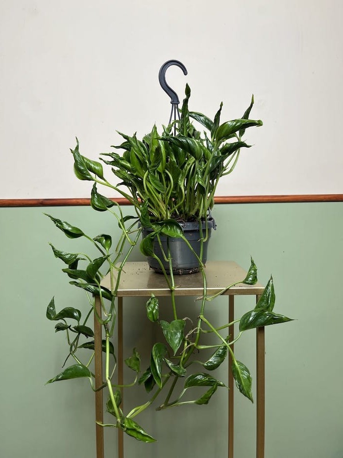 Epipremnum Godzilla Shangri la 