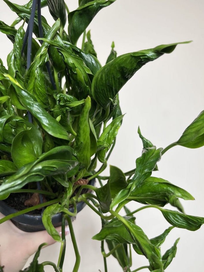 Epipremnum Godzilla Shangri la 