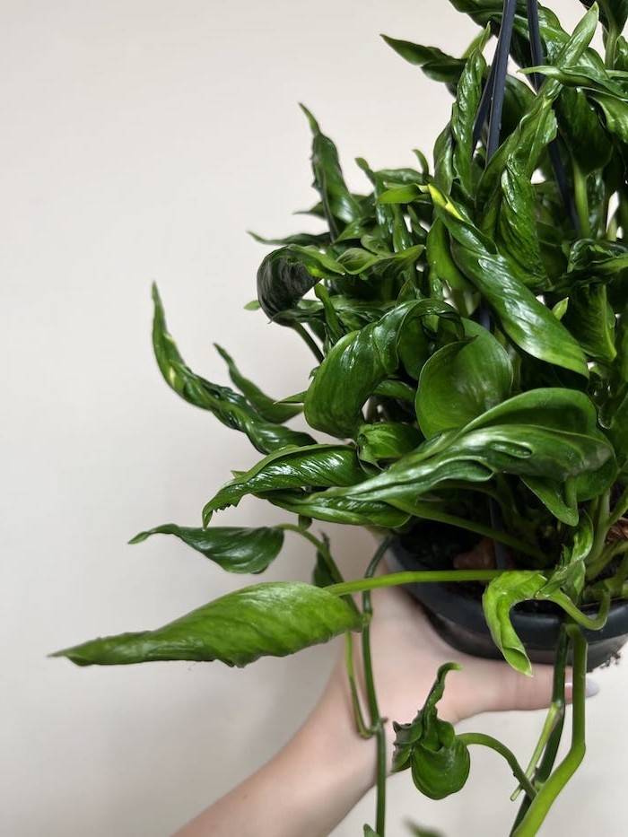 Epipremnum Godzilla Shangri la 