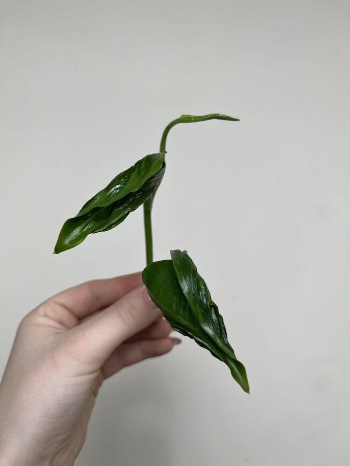Epipremnum Godzilla|Sadzonka Rośliny