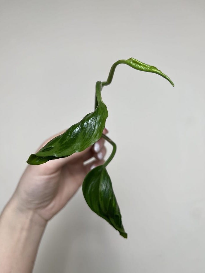 Epipremnum Godzilla | Sadzonka Cięta