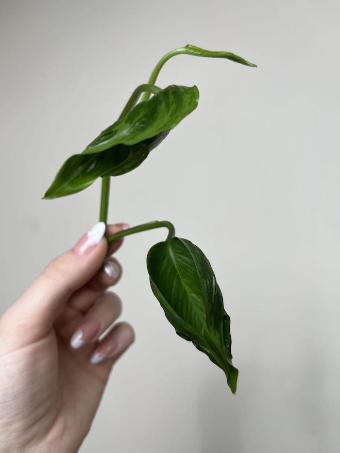 Epipremnum Godzilla | Sadzonka Cięta