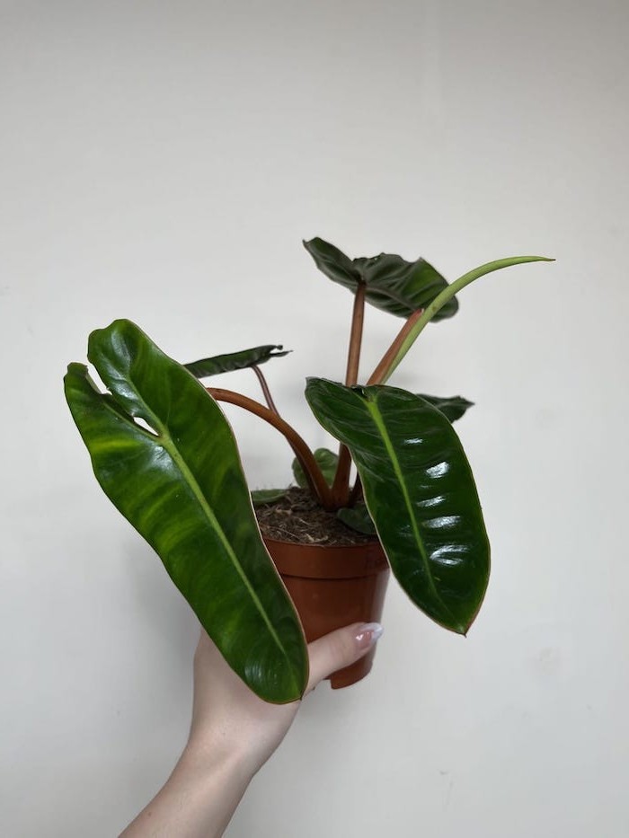 Philodendron Billietiae