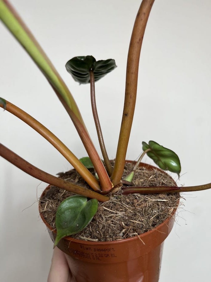 Philodendron Billietiae