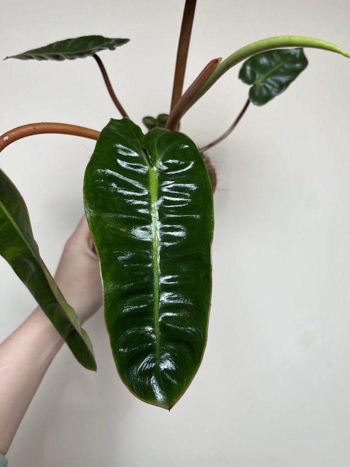 Philodendron Billietiae