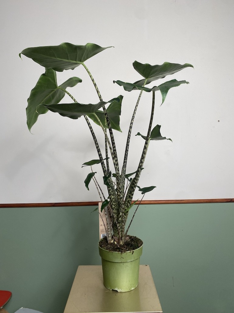 Alocasia Siberian Tiger