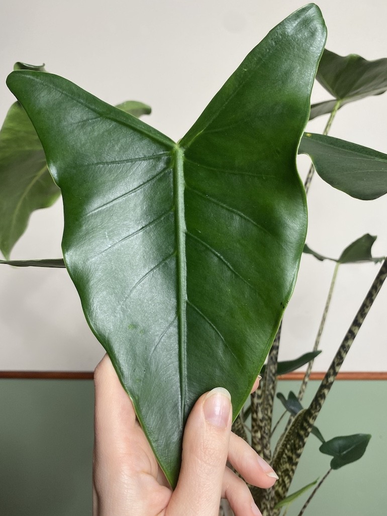 Alocasia Siberian Tiger