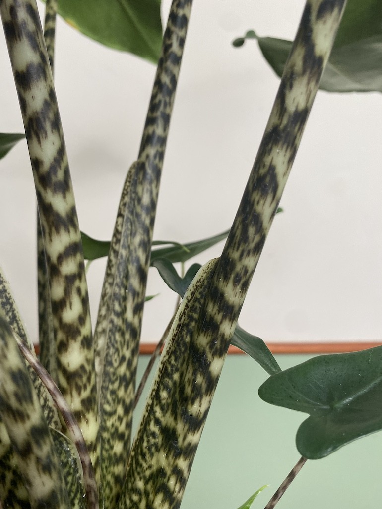 Alocasia Siberian Tiger