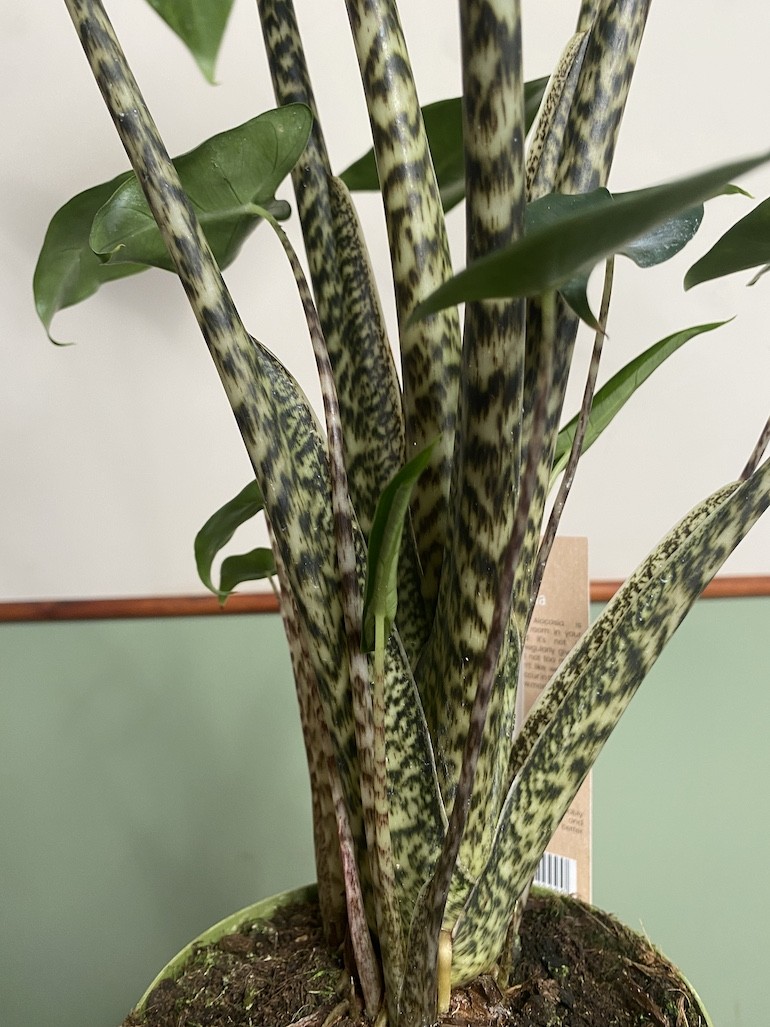 Alocasia Siberian Tiger