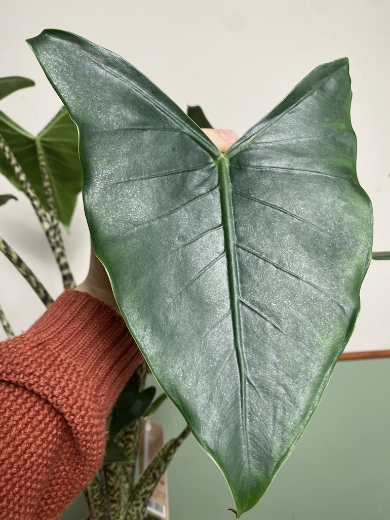 Alocasia Siberian Tiger