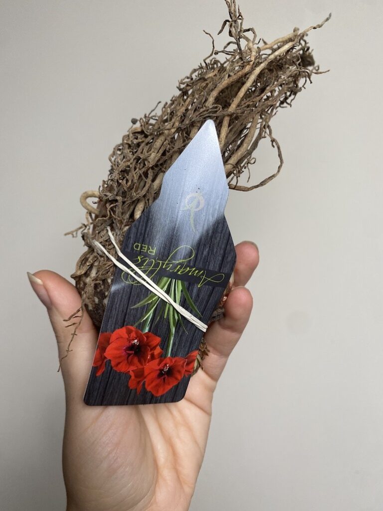 Amarylis hippeastrum Red