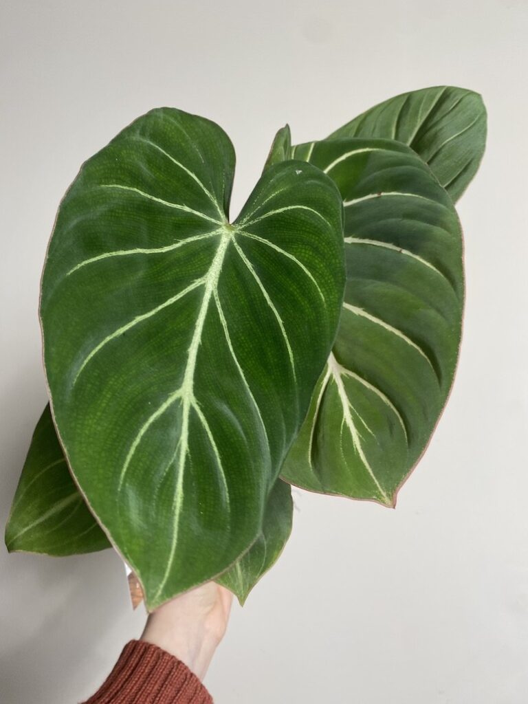 Philodendron Gloriosum Dark Form
