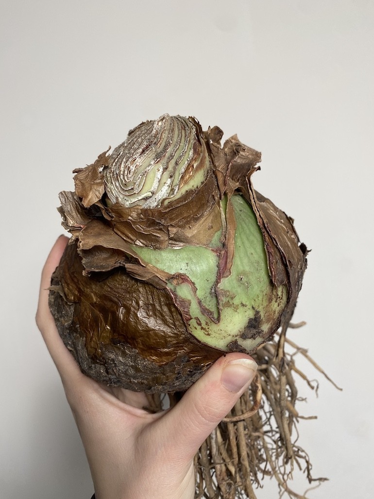 Amarylis hippeastrum Duża bulwa
