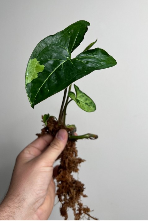 Syngonium Panda | Sadzonka rośliny