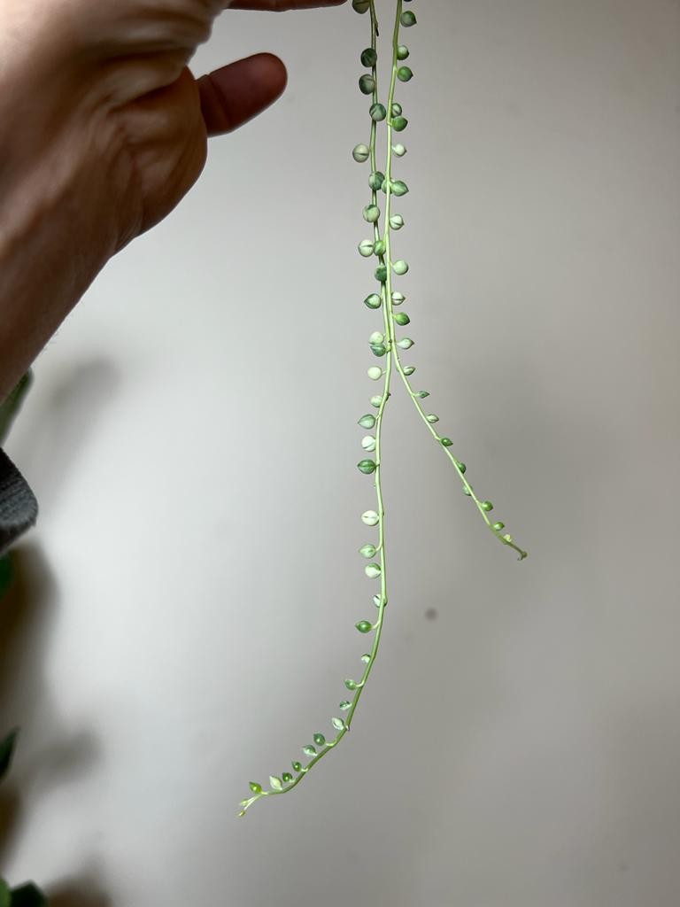 Senecio Variegata |Sadzonka Rośliny