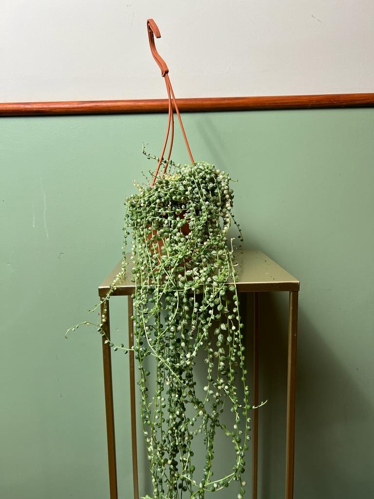 Senecio Variegata |Sadzonka Rośliny