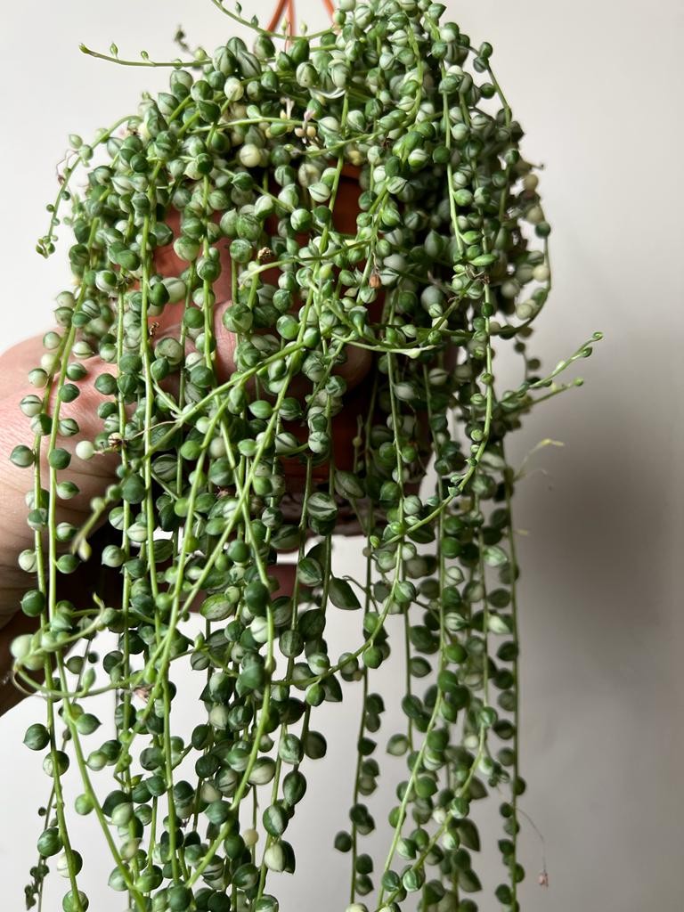 Senecio Variegata |Sadzonka Rośliny