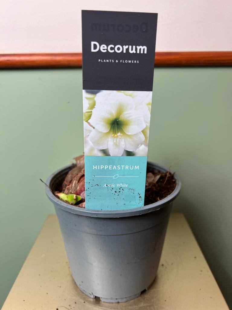 Amarylis hippeastrum White