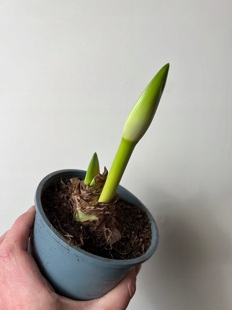 Amarylis hippeastrum White