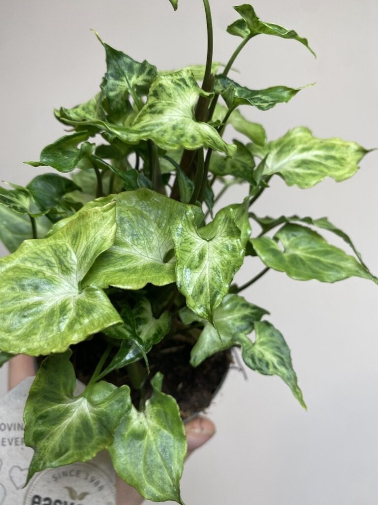 Syngonium Batik