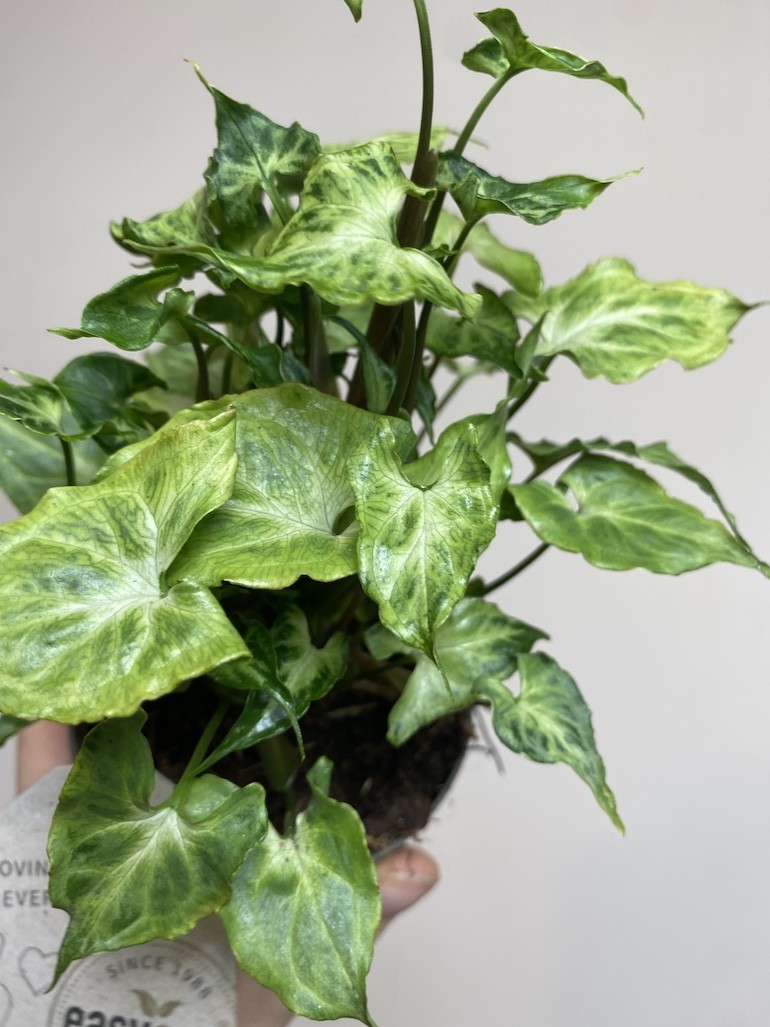 Syngonium Batik