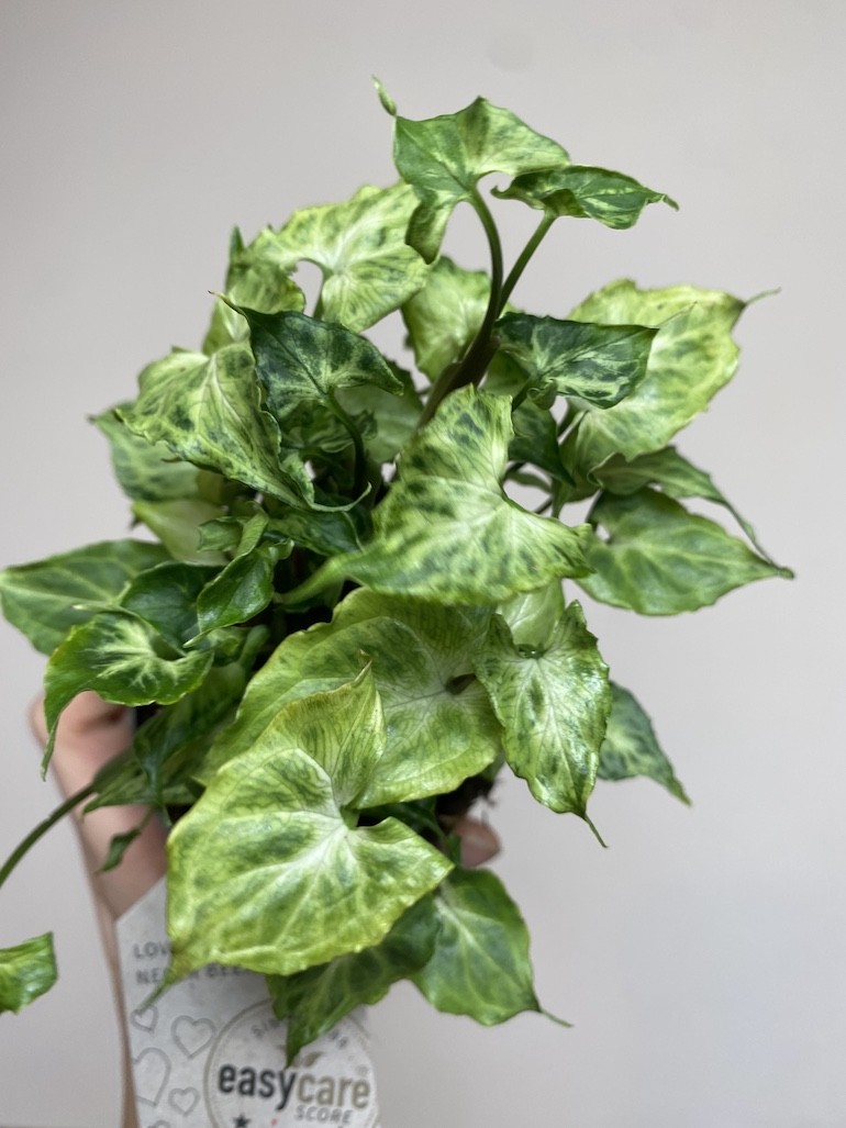 Syngonium Batik
