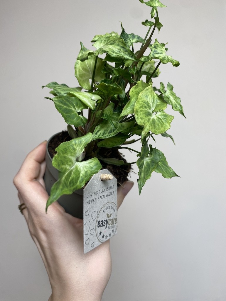 Syngonium Batik