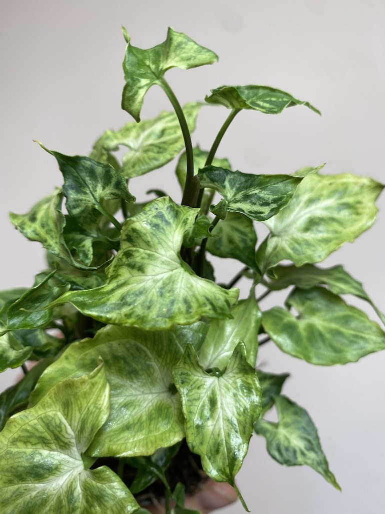 Syngonium Batik