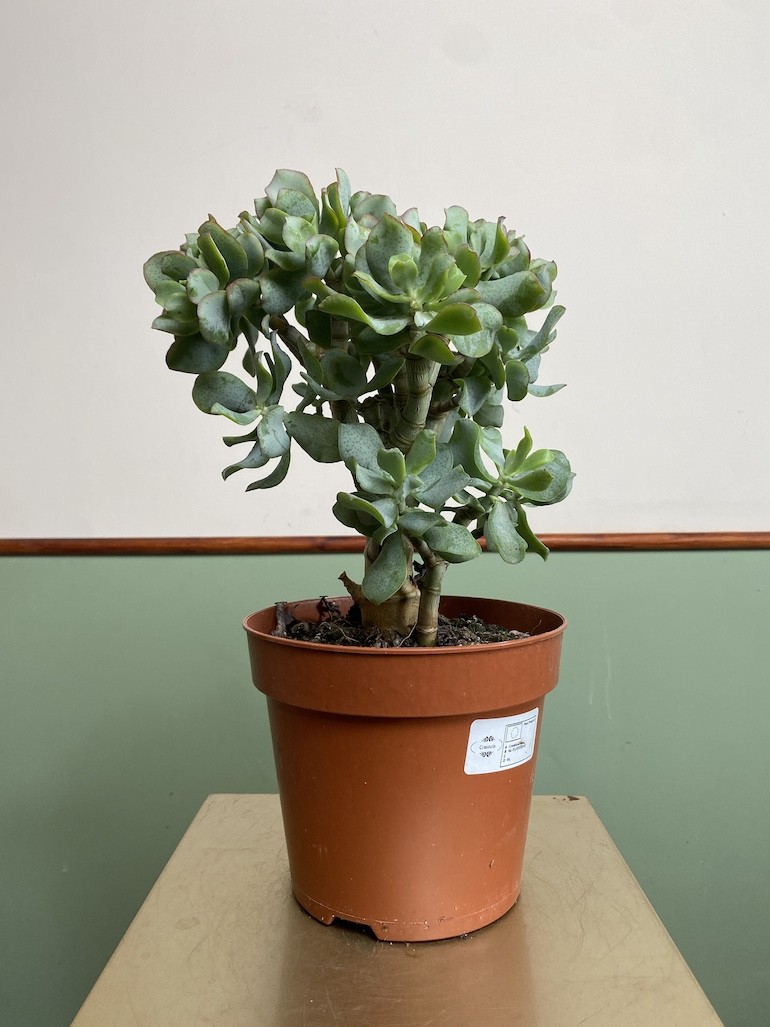 Crassula Undilatifolia (Grubosz)