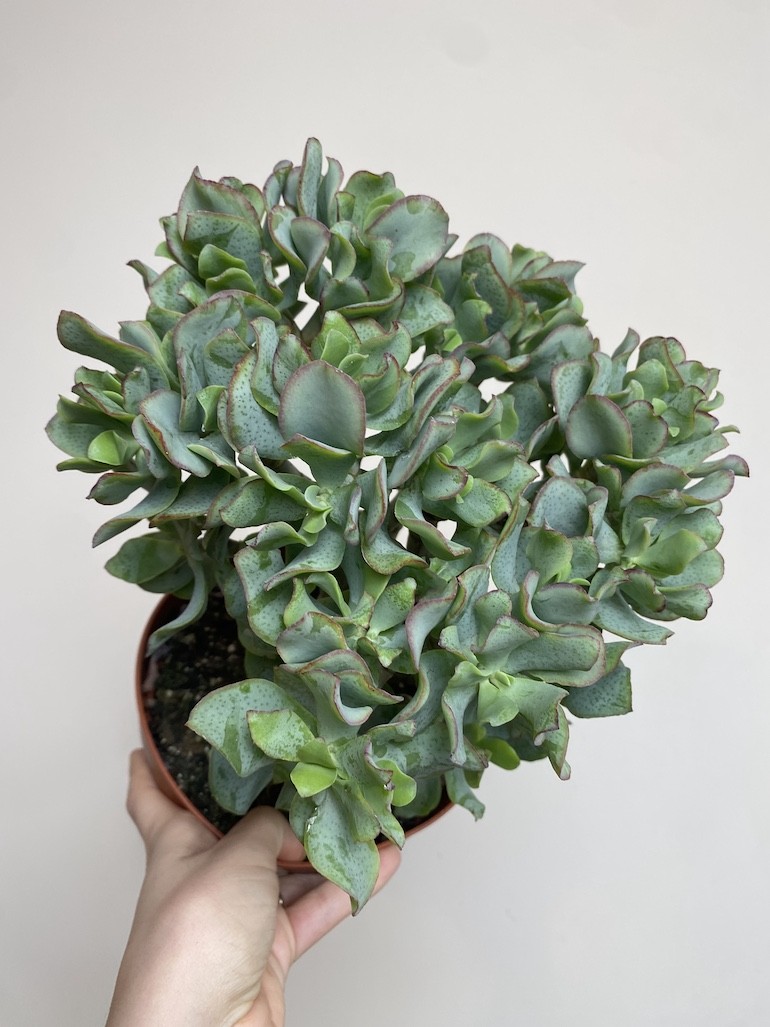 Crassula Undilatifolia (Grubosz)
