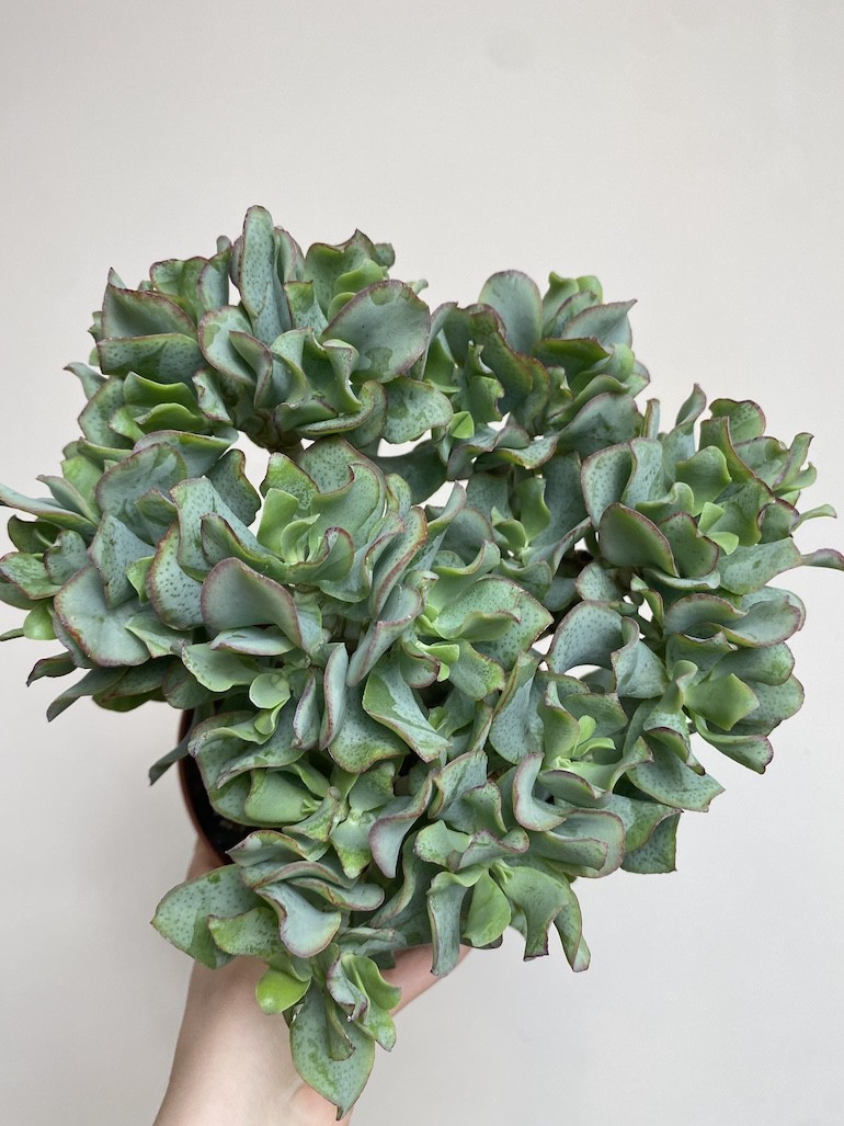 Crassula Undilatifolia (Grubosz)