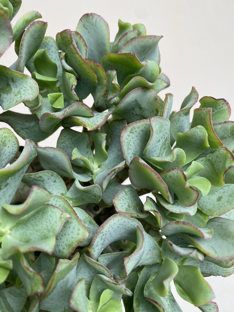 Crassula Undilatifolia (Grubosz)