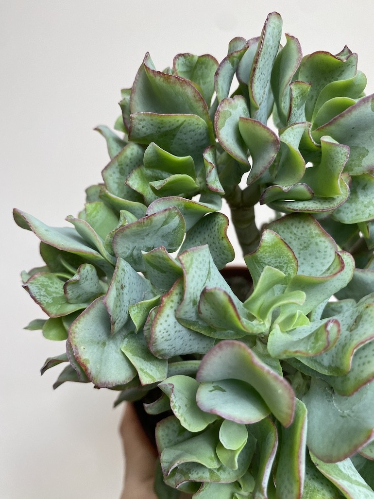 Crassula Undilatifolia (Grubosz)