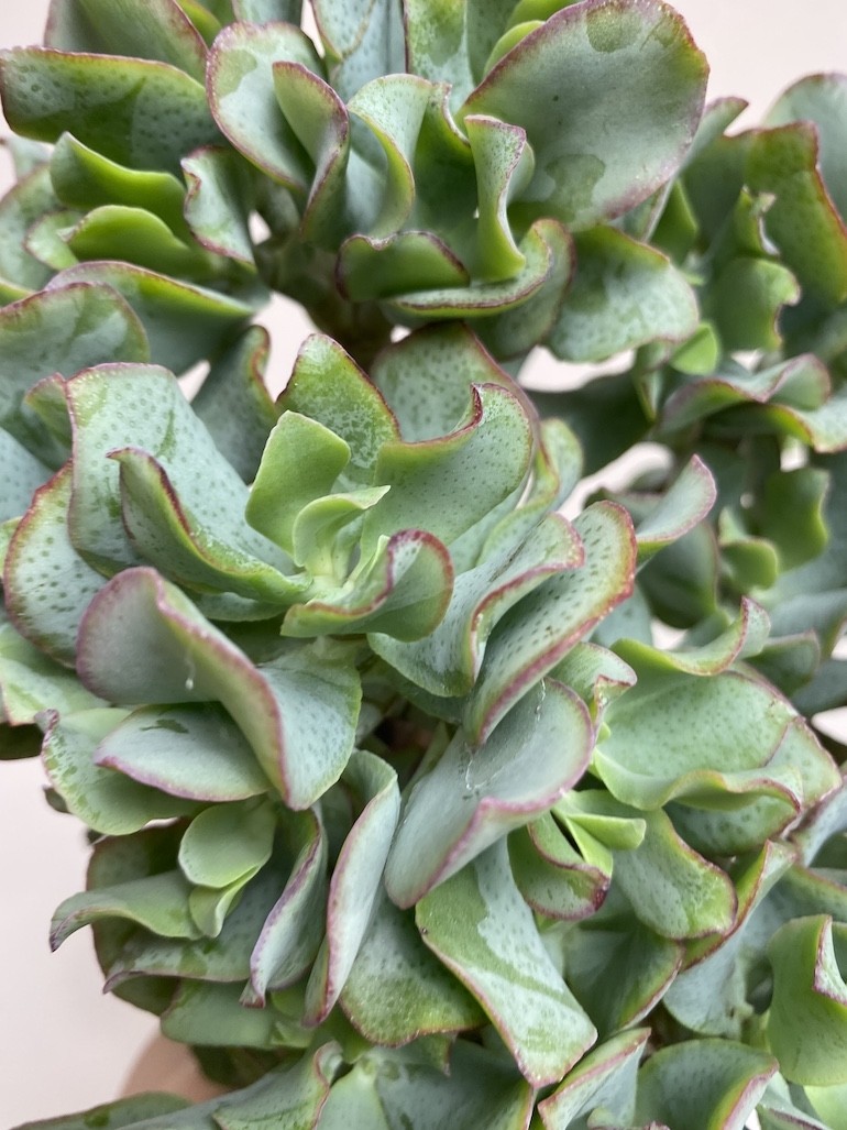 Crassula Undilatifolia (Grubosz)