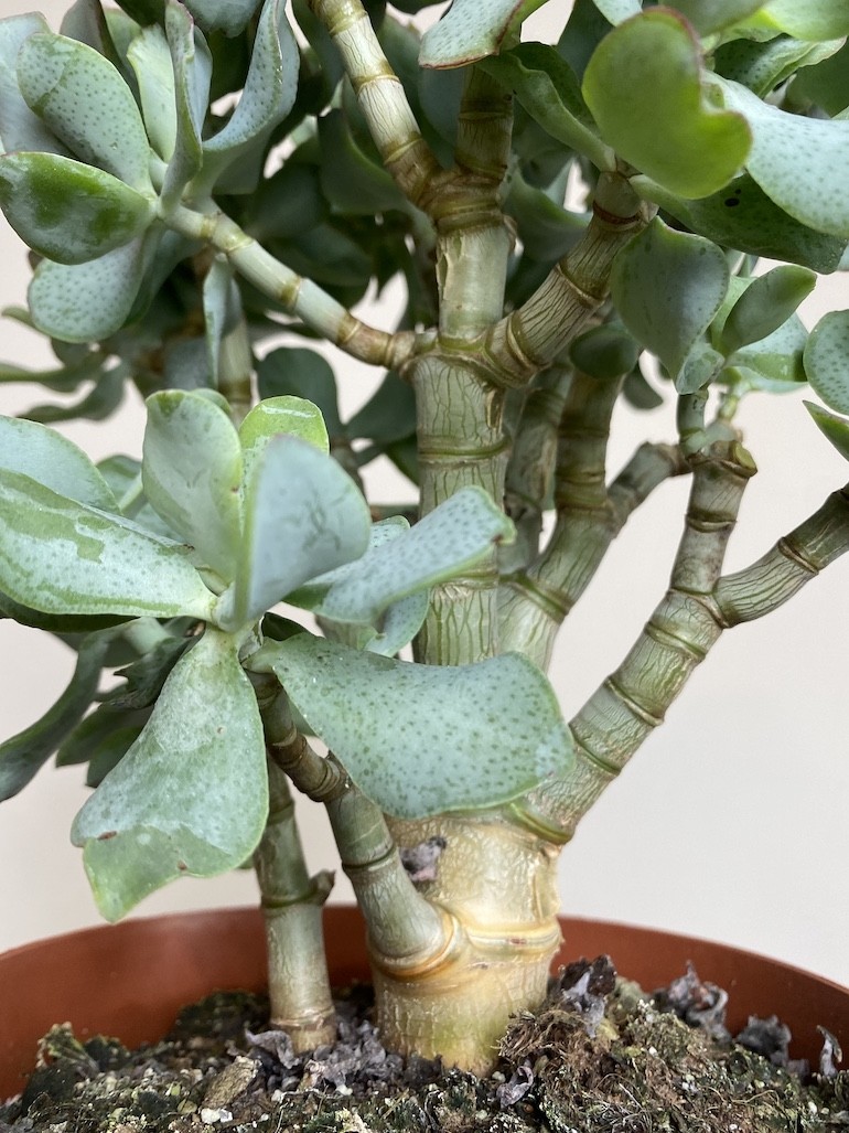 Crassula Undilatifolia (Grubosz)