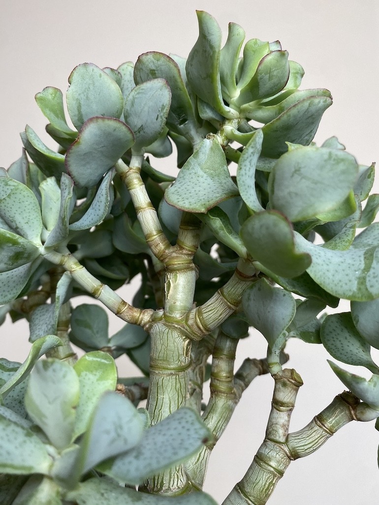 Crassula Undilatifolia (Grubosz)