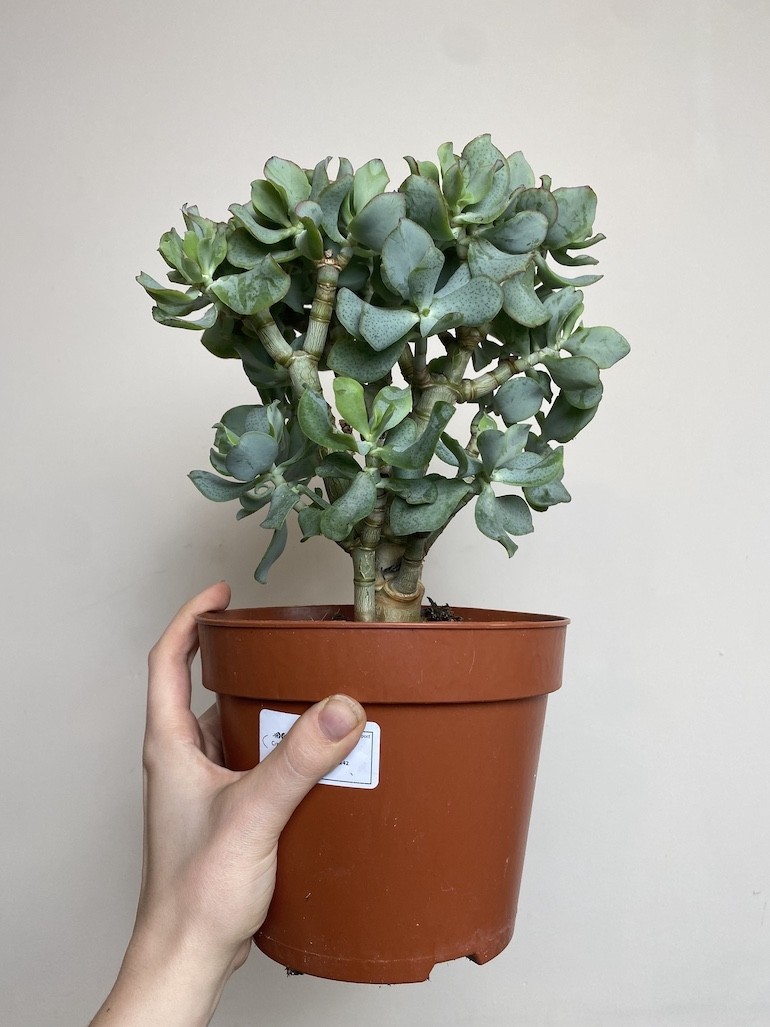 Crassula Undilatifolia (Grubosz)