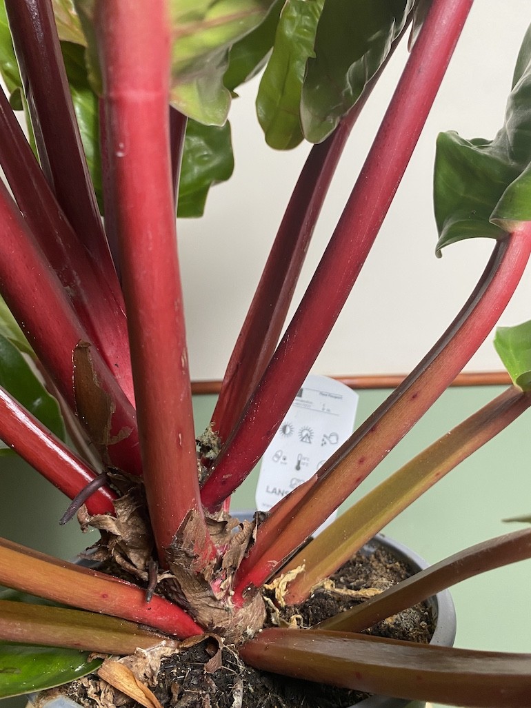 Philodendron Prince of Orange, Filodendron